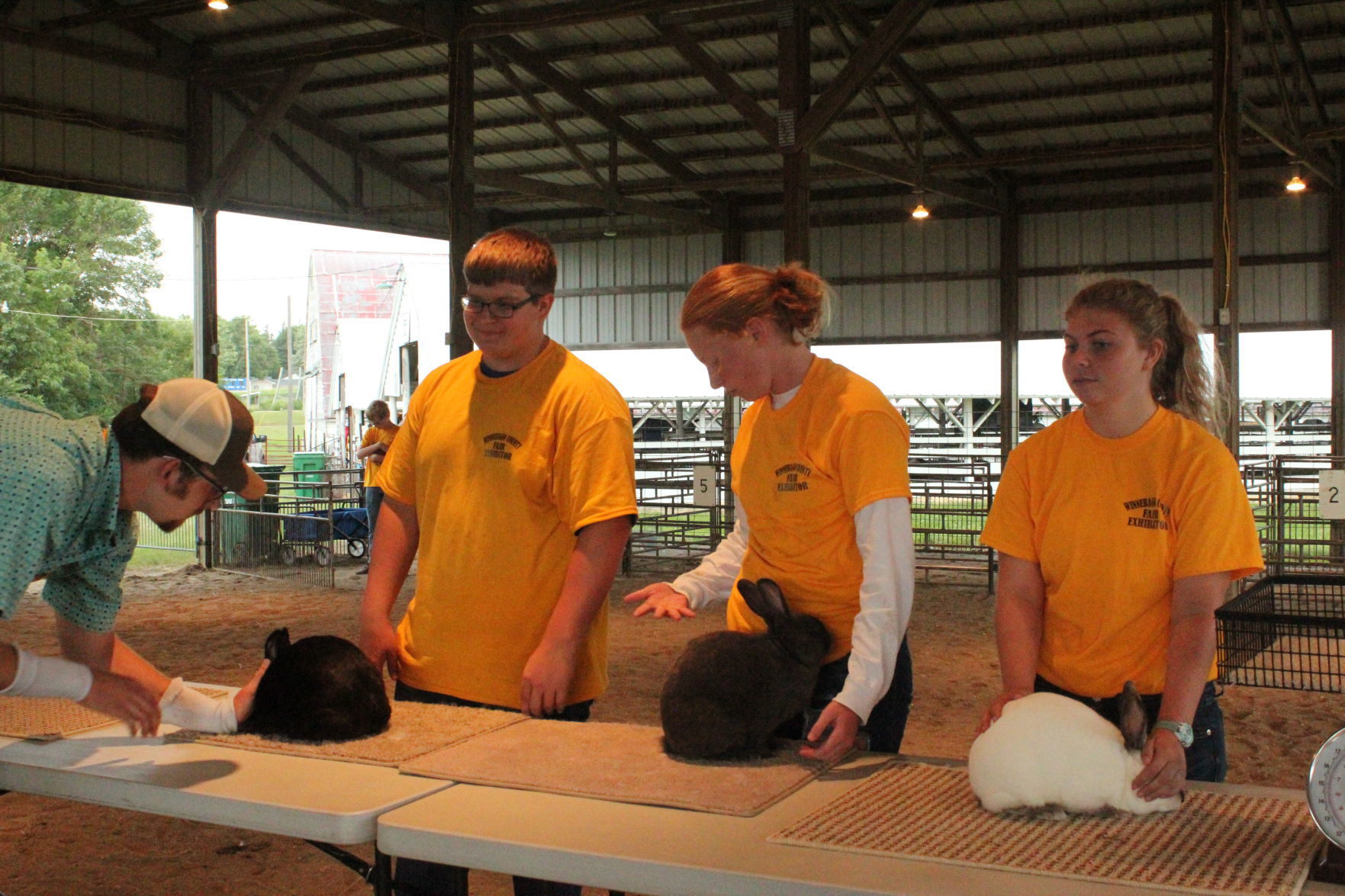 Rabbit Show 9